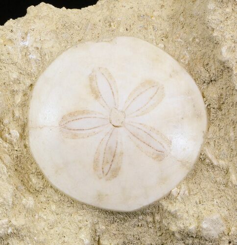 Beautiful Miocene Aged Fossil Sand Dollar - France #32453